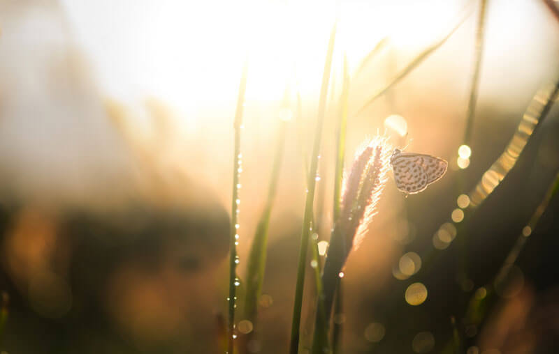 butterfly on a stalk of wheat in the sunlight